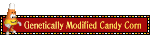 Genetically modified candy corn