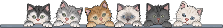 Multicolour Cats