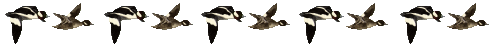 Geese flying