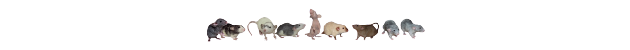 Rats