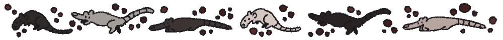 Black and grey Rats