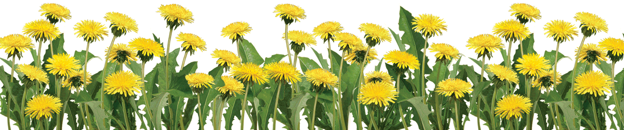Yellow dandelions