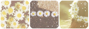 White daisies