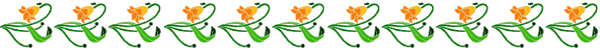 Orange tulips