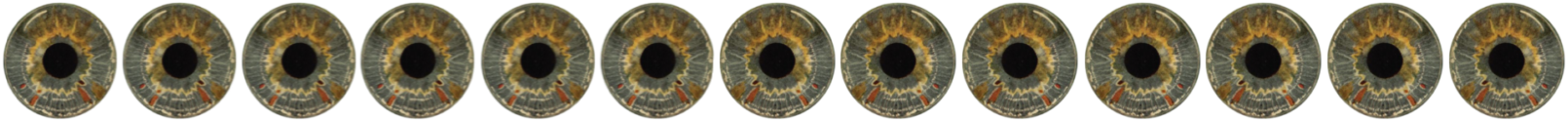 Irises