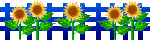 Blue fence with sunflowers
