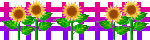 Pink and blue fence with sunflowers