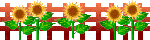Red fence and sunflowers