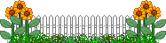 White fence with sunflowers