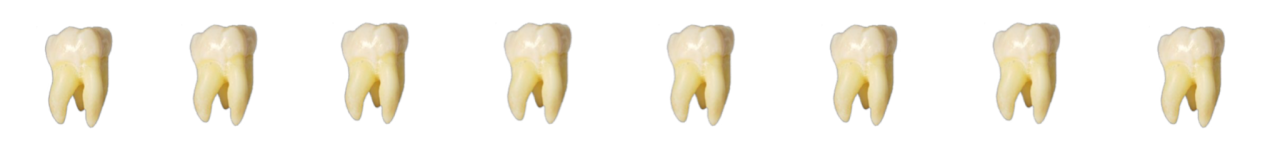 Teeth