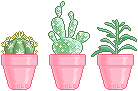 Cacti