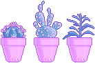 Purple cacti