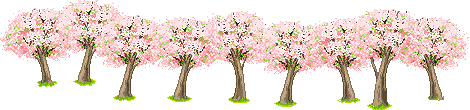 Sakura trees