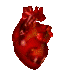 Anatomically correct heart